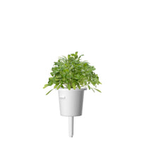 Garden Cress Plant Pods / Cress - grow cress at home - indoor herb garden kit - Click & Grow cress