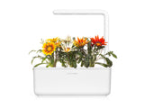 Gazania Plant Pods 3-pack