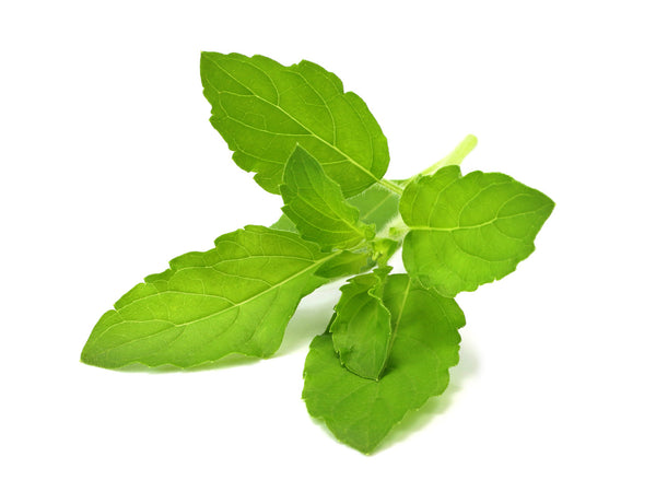 Holy Basil Tulsi Plant Pods for Click Grow Indoor Herb Gardens