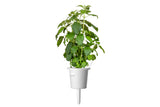 Holy Basil Plant Pods 3-pack