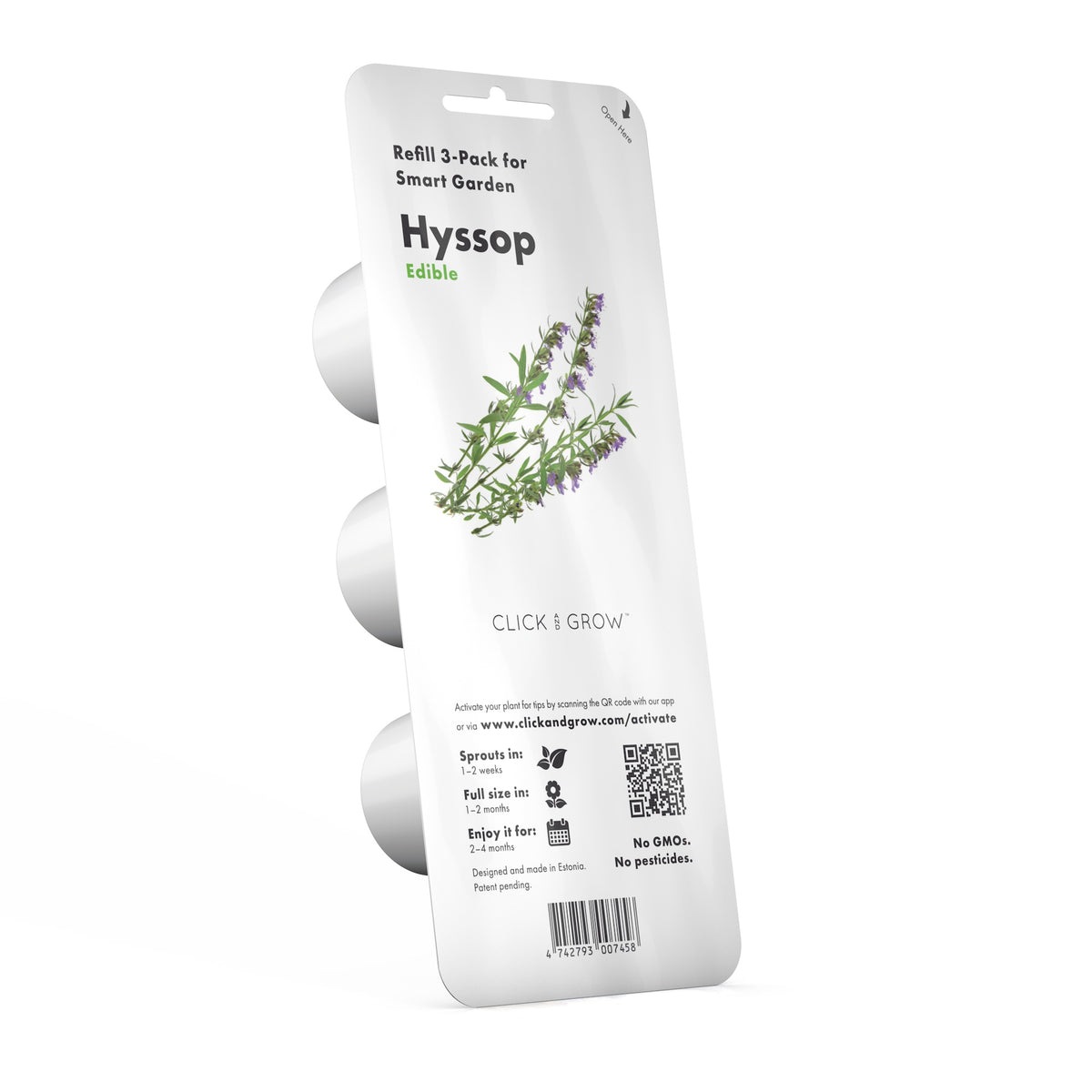 Hyssop Plant Pods / Hyssop Plant Pods