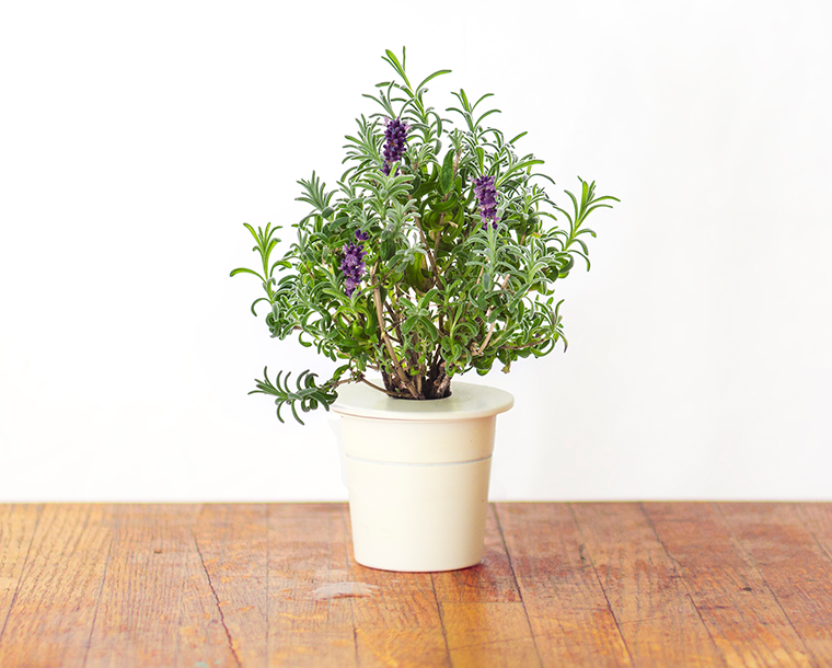 Lavender Refill / Lavender Refill
