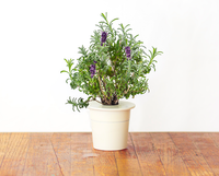 Lavender Refill / Lavender Refill