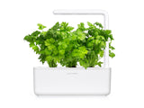 Leaf Celery Plant Pods 3-pack