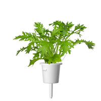 Leaf Mustard Plant Pods / Leaf Mustard Plant Pods