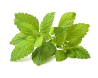Lemon Balm Plant Pods / Lemon Balm Plant Pods