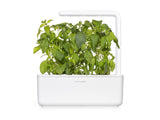 Lime Basil Plant Pods 3-pack