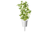 Marjoram Plant Pods 3-pack