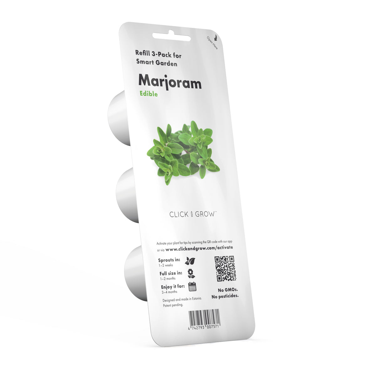 Marjoram Plant Pods / Marjoram Plant Pods