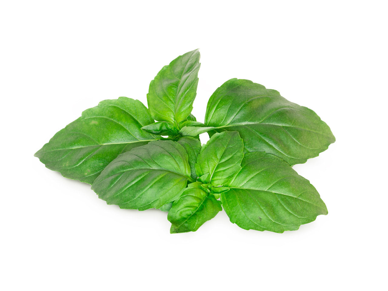 Marseille Basil Plant Pods Click Grow Indoor Herb Gardens