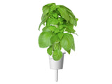Marseille Basil Plant Pods 3-pack