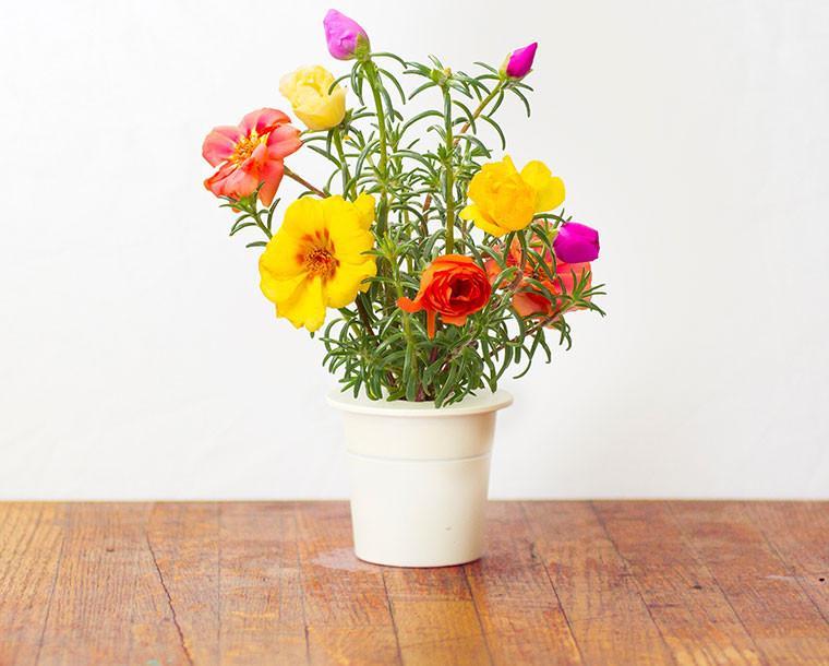 Moss Rose Refill / Moss Rose Refill