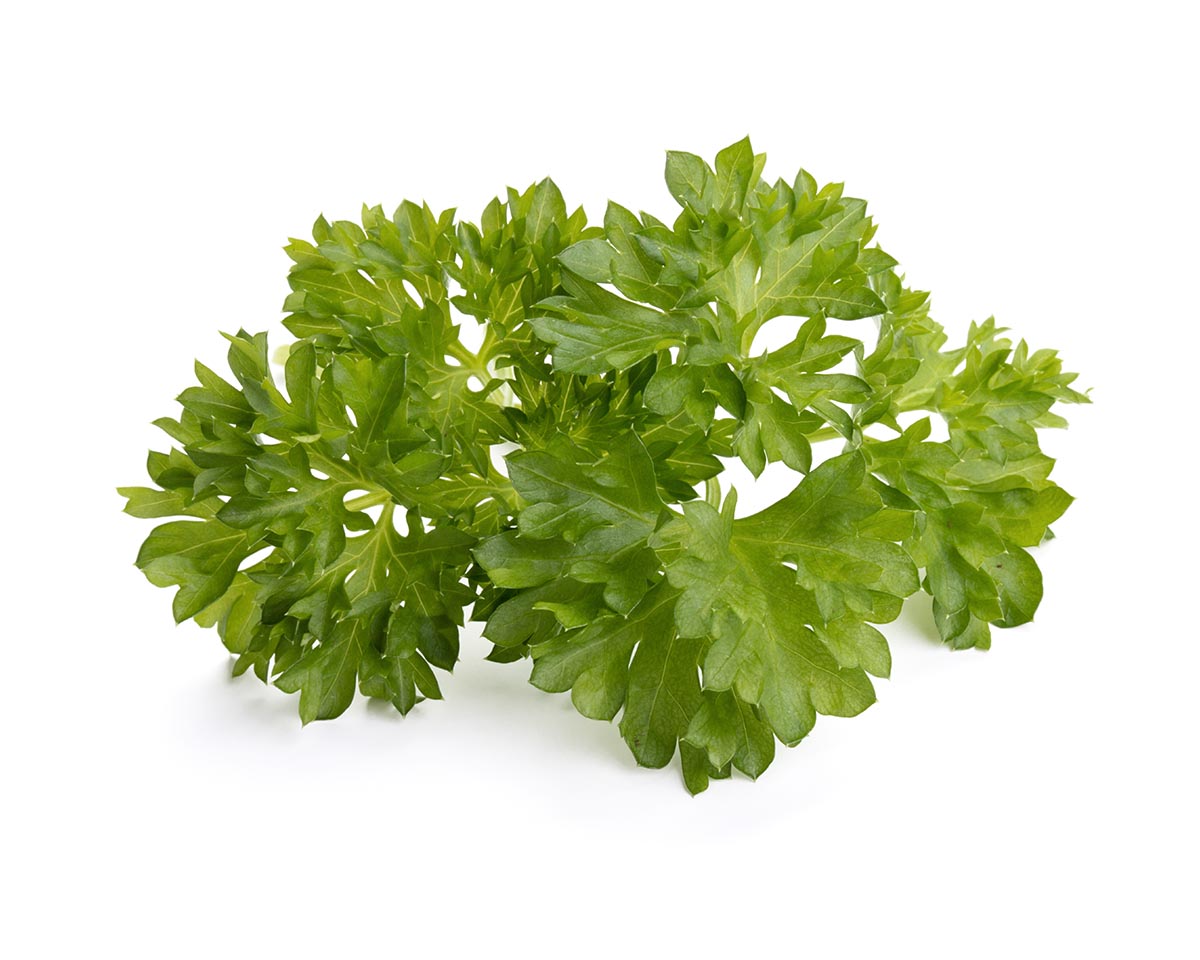 Curly Parsley Plant Pods / Curly Parsley Plant Pods