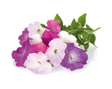 Petunia Plant Pods 3-pack