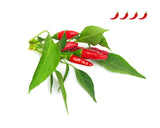 Piri Piri Chili Pepper Plant Pods 3-pack