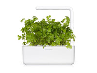 Plain Parsley Plant Pods / Parsley (Petroselinum crispum) capsule - Click & Grow indoor garden