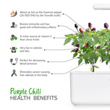 Purple Chili Pepper Plant Pods 3-pack