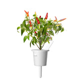 Red Hot Chili Pepper Plant Pods 3-pack