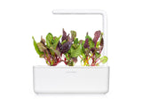 Rainbow Chard Plant Pods 3-pack