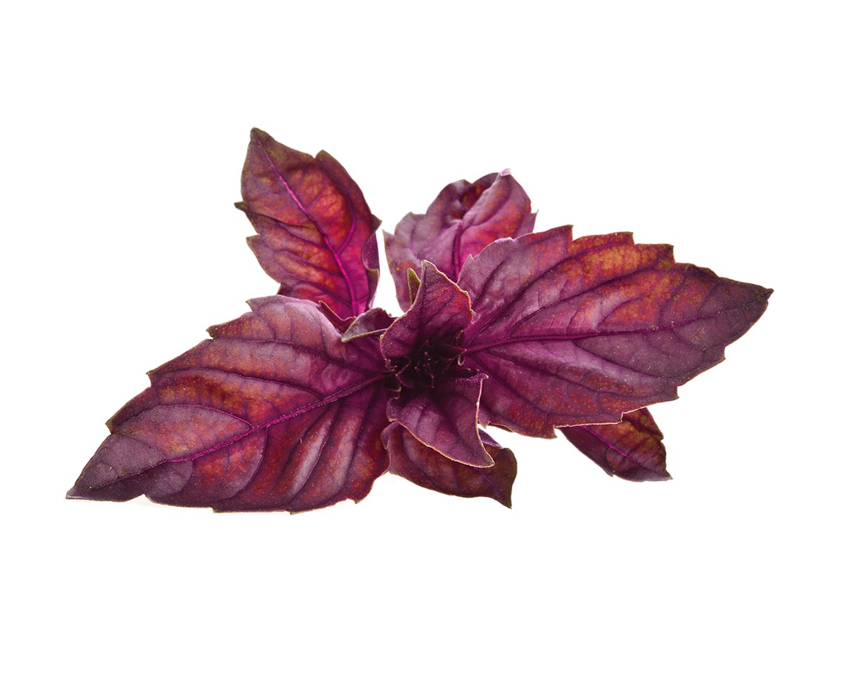 Red Basil Plant Pods / Red Basil Plant Pods