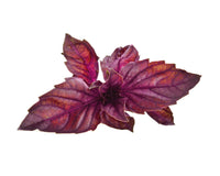 Red Basil Plant Pods / Red Basil Plant Pods