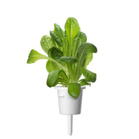 Romaine Lettuce Plant Pods / Romaine lettuce -grow lettuce at home - Click & Grow - indoor herb garden kit