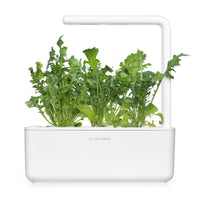 Arugula Plant Pods / Arugula Plant Pods