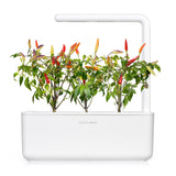 Red Hot Chili Pepper Plant Pods 3-pack