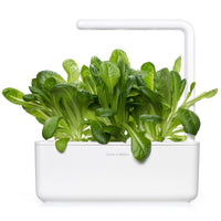 Romaine Lettuce Plant Pods / Romaine lettuce -grow lettuce at home - Click & Grow - indoor herb garden kit