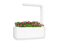 Sweet Alyssum Plant Pods / Sweet Alyssum Plant Pods