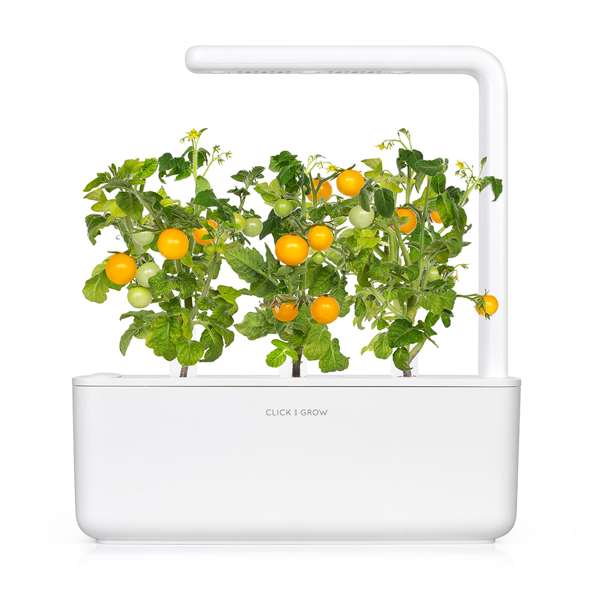 Yellow Mini Tomato Plant Pods / Mini Tomato - Grow superfood at home in an Indoor Herb Garden.