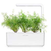 Dill Plant Pods / Dill Plant Pods