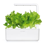 Green Lettuce Plant Pods 3-pack