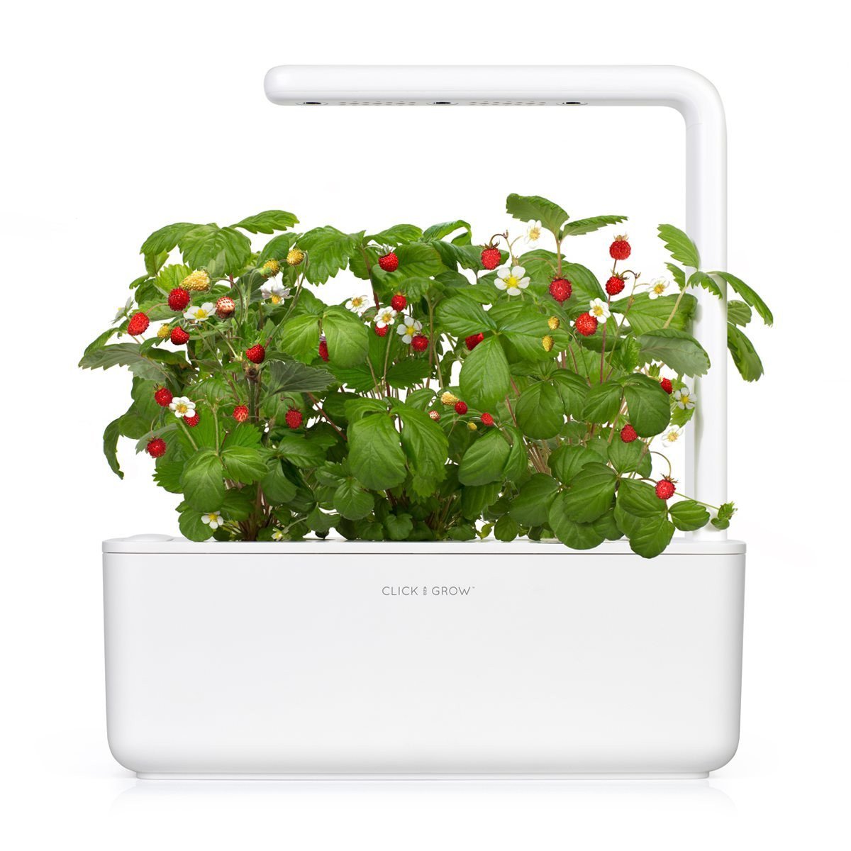 Wild Strawberry Refill / Wild Strawberry Refill