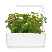 Wild Strawberry Refill / Wild Strawberry Refill