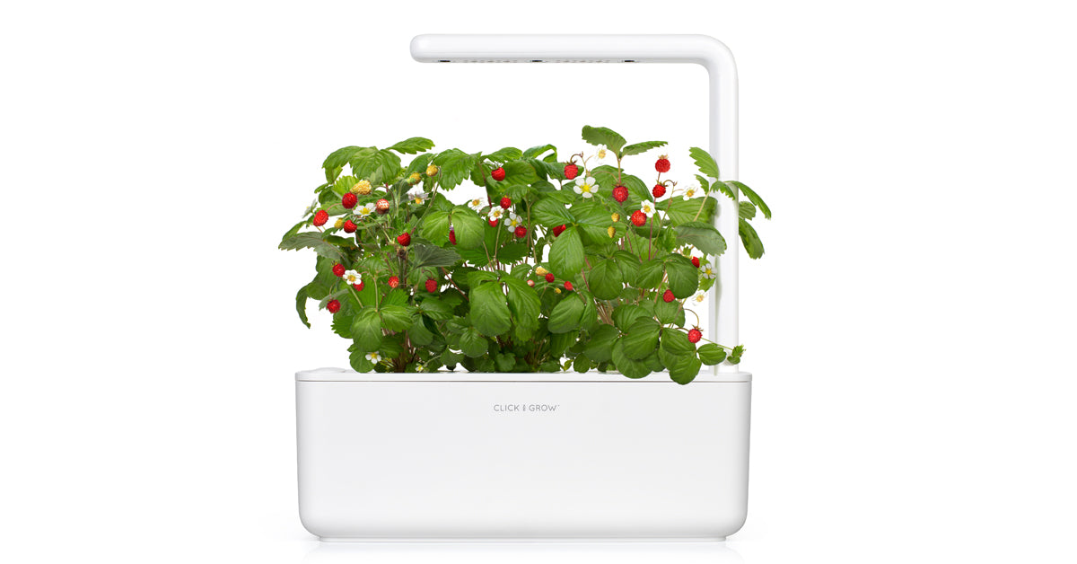 Wild Strawberry Plant Pods / Wild Strawberry Plant Pods