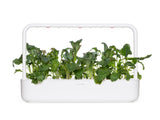 Italian Kale Plant Pods 3-pack