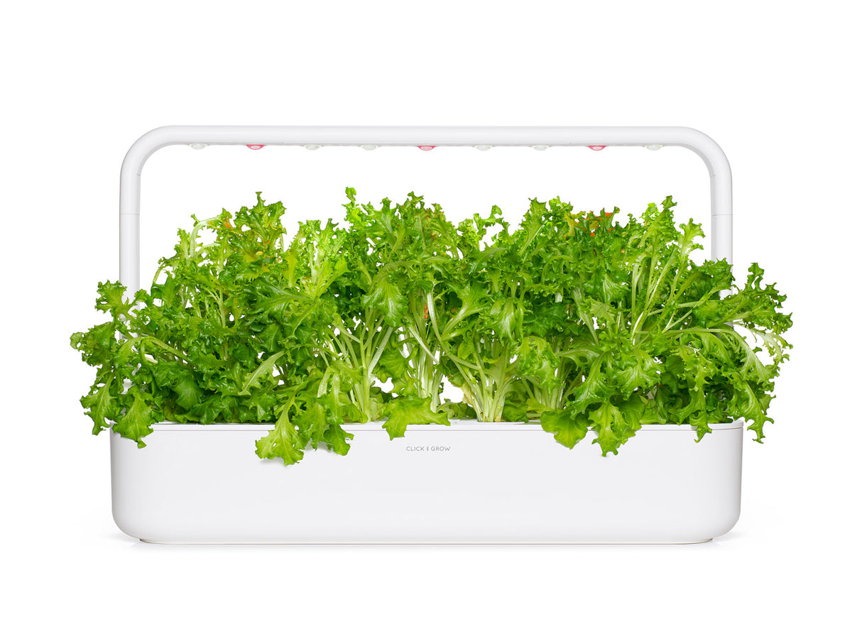 Oakleaf Lettuce Plant Pods | Click & Grow – Click & Grow EU