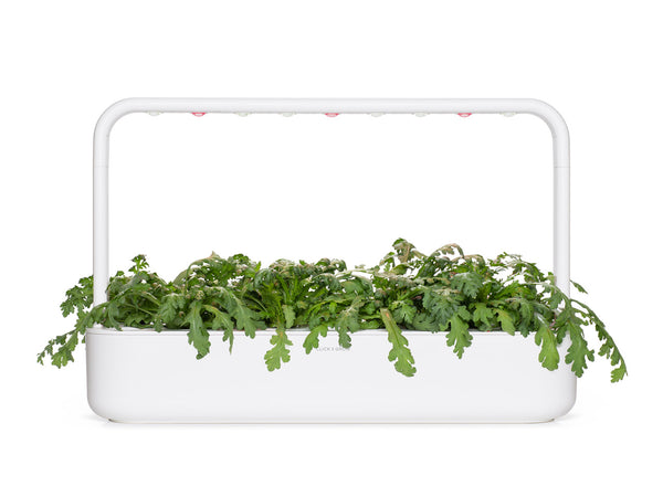 Shungiku Plant Pods Click Grow Click Grow EU