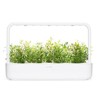 Hyssop Plant Pods / Hyssop Plant Pods