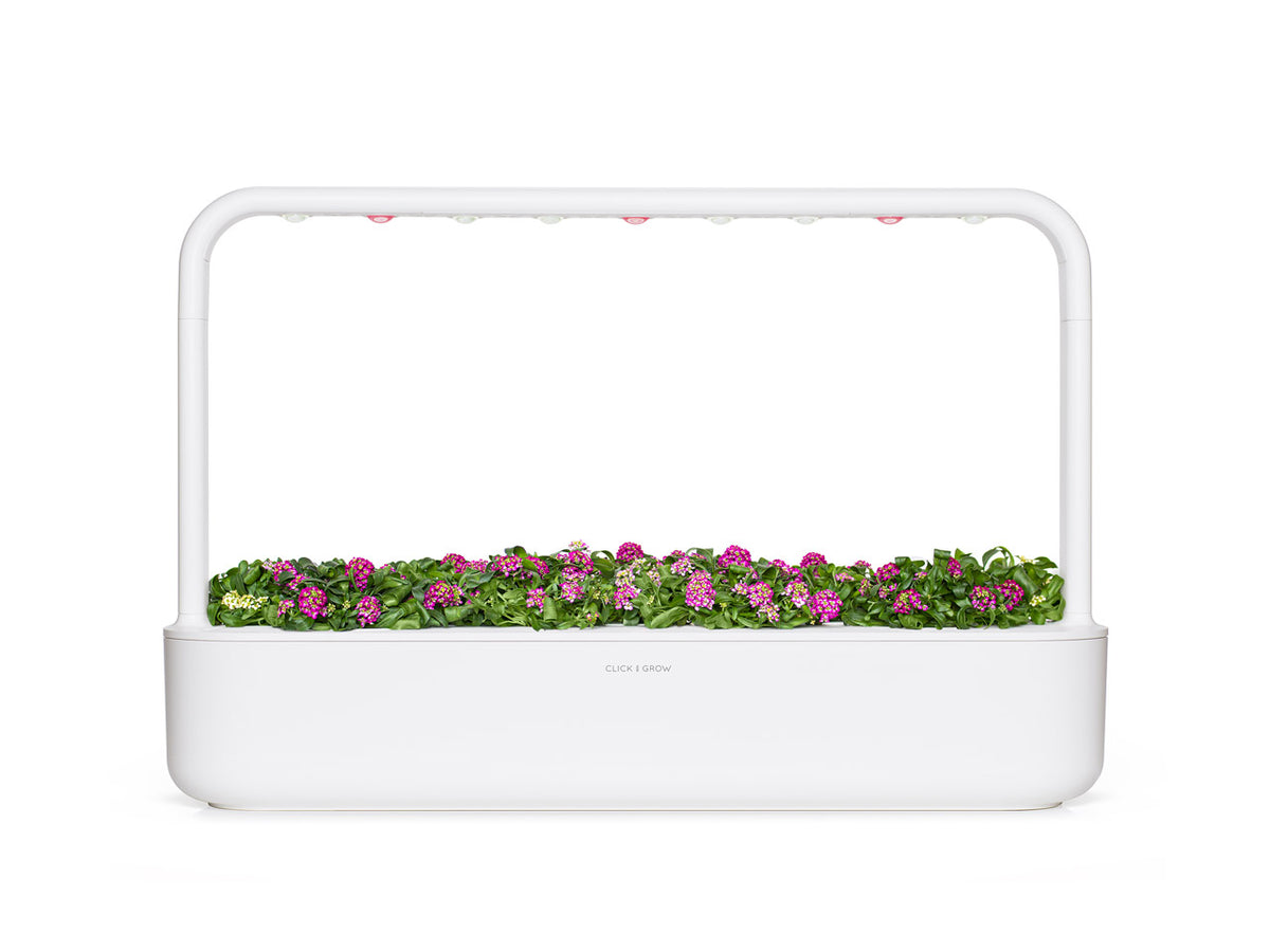Sweet Alyssum Plant Pods / Sweet Alyssum Plant Pods