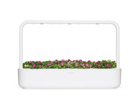 Sweet Alyssum Plant Pods / Sweet Alyssum Plant Pods