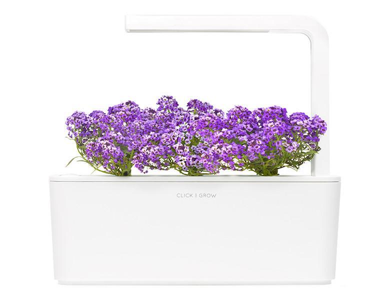 Sweet Alyssum Refill / Sweet Alyssum Refill