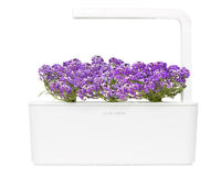 Sweet Alyssum Refill / Sweet Alyssum Refill
