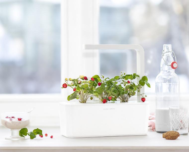 Wild Strawberry Refill / Wild Strawberry Refill
