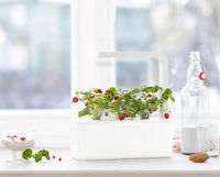 Wild Strawberry Refill / Wild Strawberry Refill