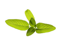 Garden Sage Plant Pods / Garden Sage Plant Pods