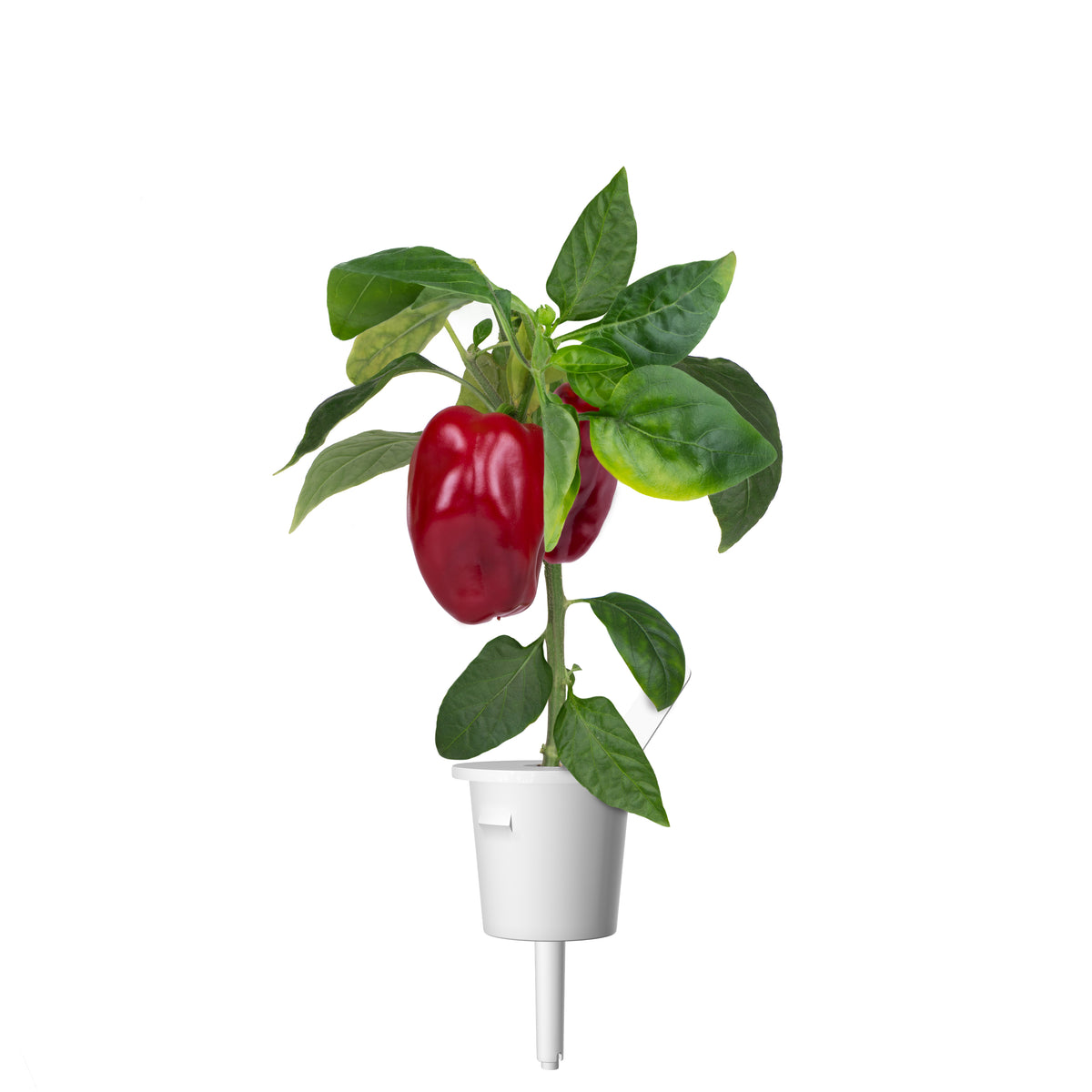 Red Sweet Pepper Plant Pods / Red Sweet Pepper Plant Pods