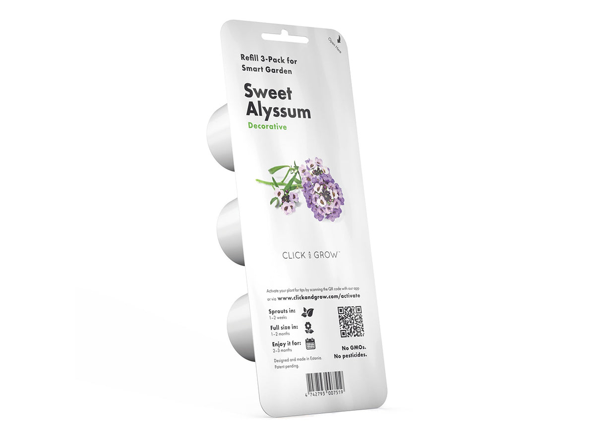 Sweet Alyssum Plant Pods / Sweet Alyssum Plant Pods