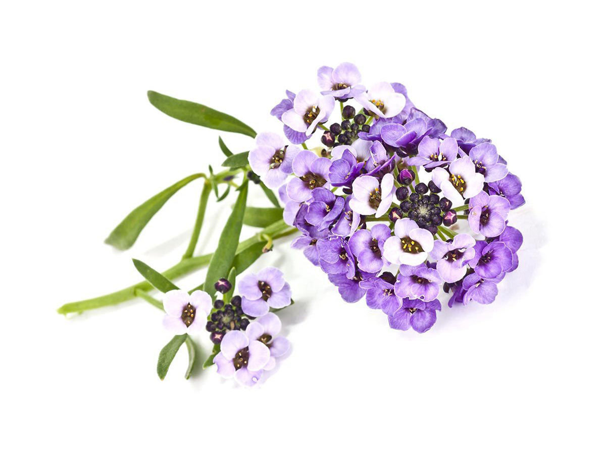 Sweet Alyssum Plant Pods / Sweet Alyssum plant pods